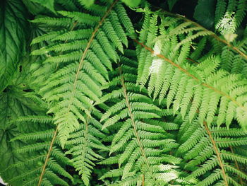 Close-up of fern leaves