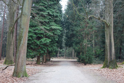 Footpath passing through forest