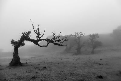 Trees on landscape against sky