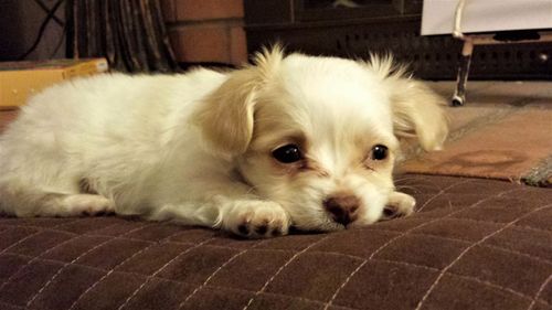 Close-up portrait of puppy