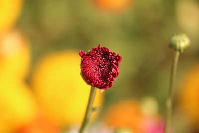 Close-up of flower blooming outdoors