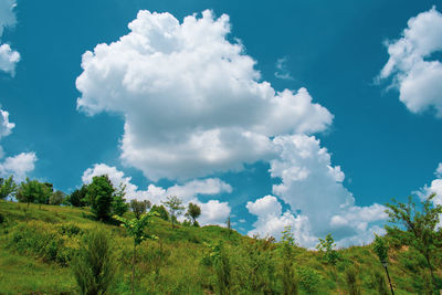 Low angle view of trees against sky