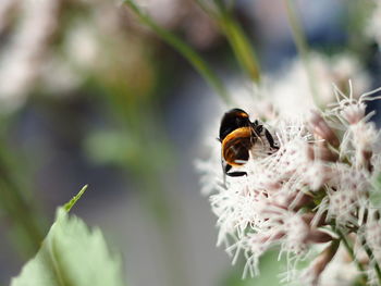 Close-up of bee pollinating on flower