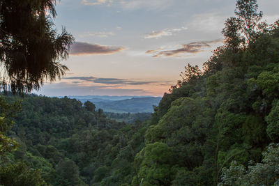Trees on mountain against sky during sunset