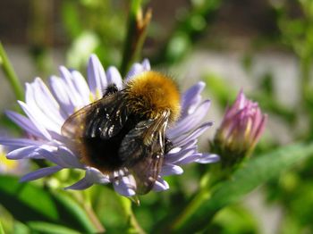 Close-up of bee pollinating on flower