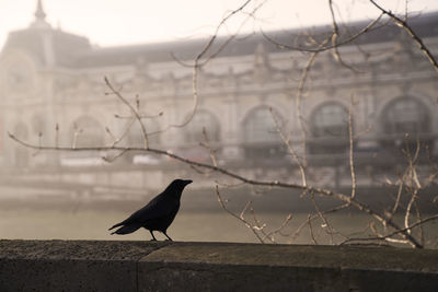 Bird perching on a building