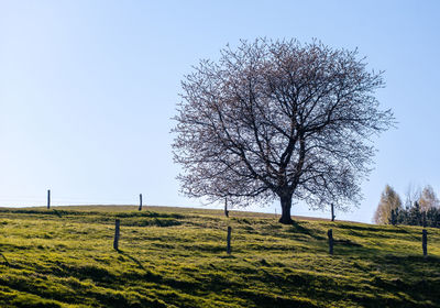 Tree on field against clear sky
