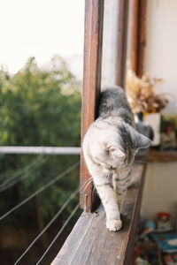 Portrait of a beautiful cat. cute cat portrait. happy pet.