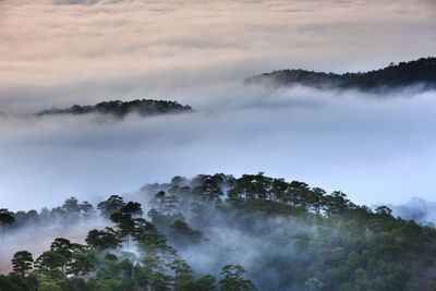 Low angle view of trees in forest against sky