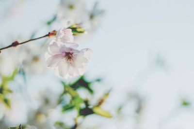 Close-up of cherry blossoms blooming on tree