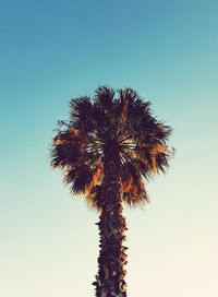 Low angle view of silhouette palm tree against clear sky