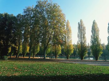 Trees in park during autumn