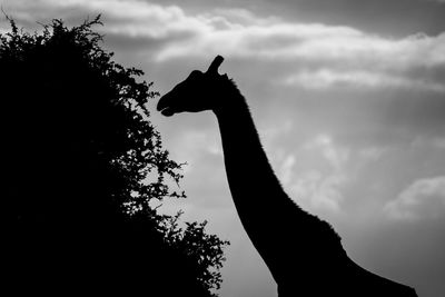 Low angle view of silhouette bird on tree against sky