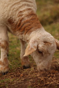 Sheep grazing in a field