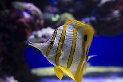 Close-up of fish swimming in sea