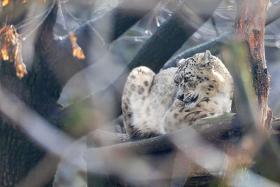 Close-up of a cat on tree