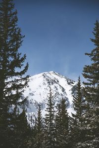 Low angle view of trees against clear sky