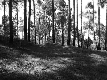 Trees in forest