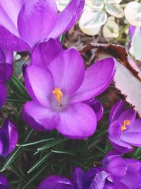 Close-up of pink crocus flowers