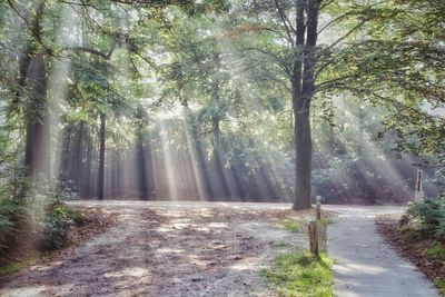 Trees in forest
