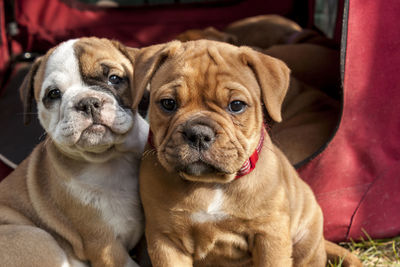 Close-up of bulldog puppies on field