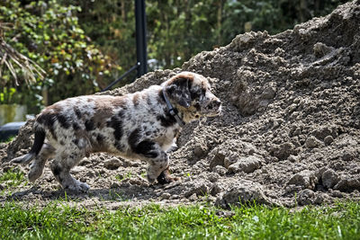 Side view of dog walking on field