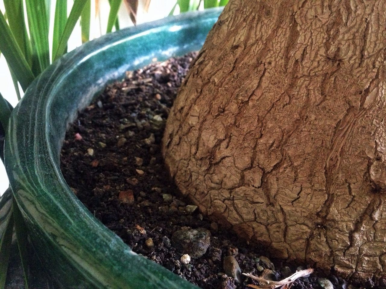 textured, tree trunk, nature, close-up, tree, natural pattern, growth, rough, day, tranquility, pattern, brown, rock - object, outdoors, no people, high angle view, beauty in nature, wood - material, plant, sunlight