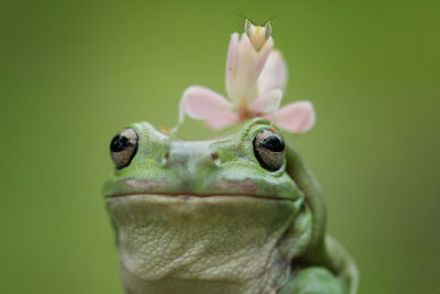 Close-up of frog on leaf