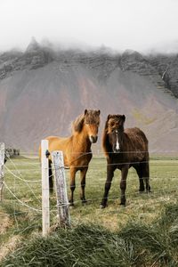 Horses in a field