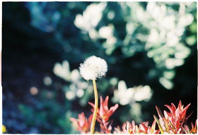 Close-up of flowers against blurred background