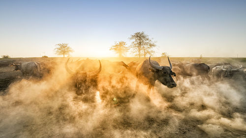 Buffalos on field against clear sky