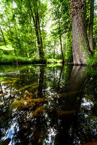 Reflection of trees in lake