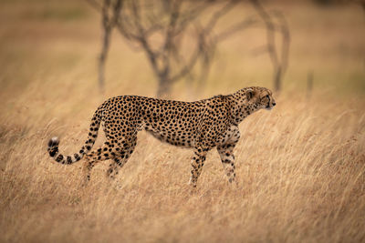 Cheetah on land