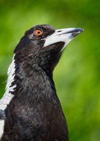 Close-up of a bird looking away