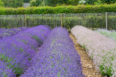 Purple flowering plants in water