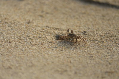 Close-up of crab on sand