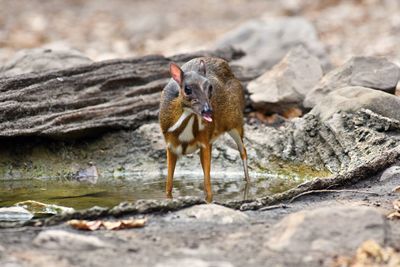 Mouse deer water feeding in natural forest