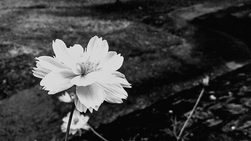 Close-up of white flower blooming outdoors