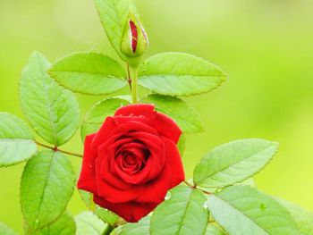 Close-up of red rose on plant