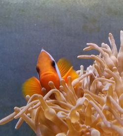 Close-up of coral in sea