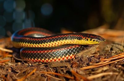 Close-up of lizard on land