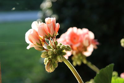 Close-up of pink flowering plant