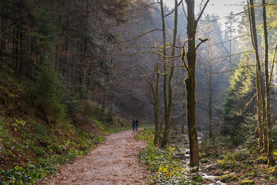 Road amidst trees in forest