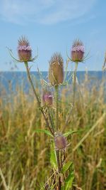 Close-up of thistle flowers on field