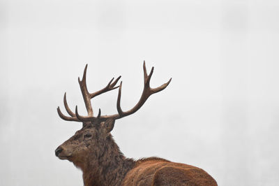 Low angle view of deer against sky