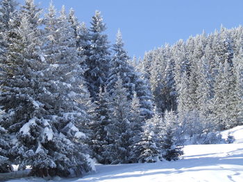 Trees on snow covered field 