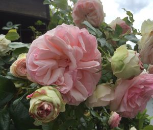 Close-up of pink rose