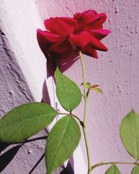 Close-up of pink flowers