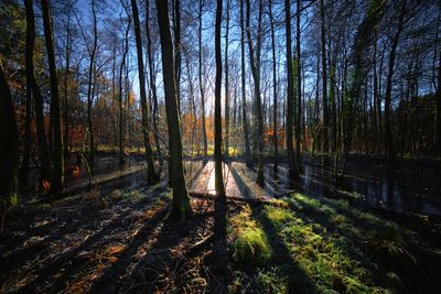 Trees in forest against sky