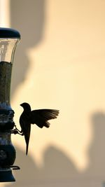 Close-up of bird against sky